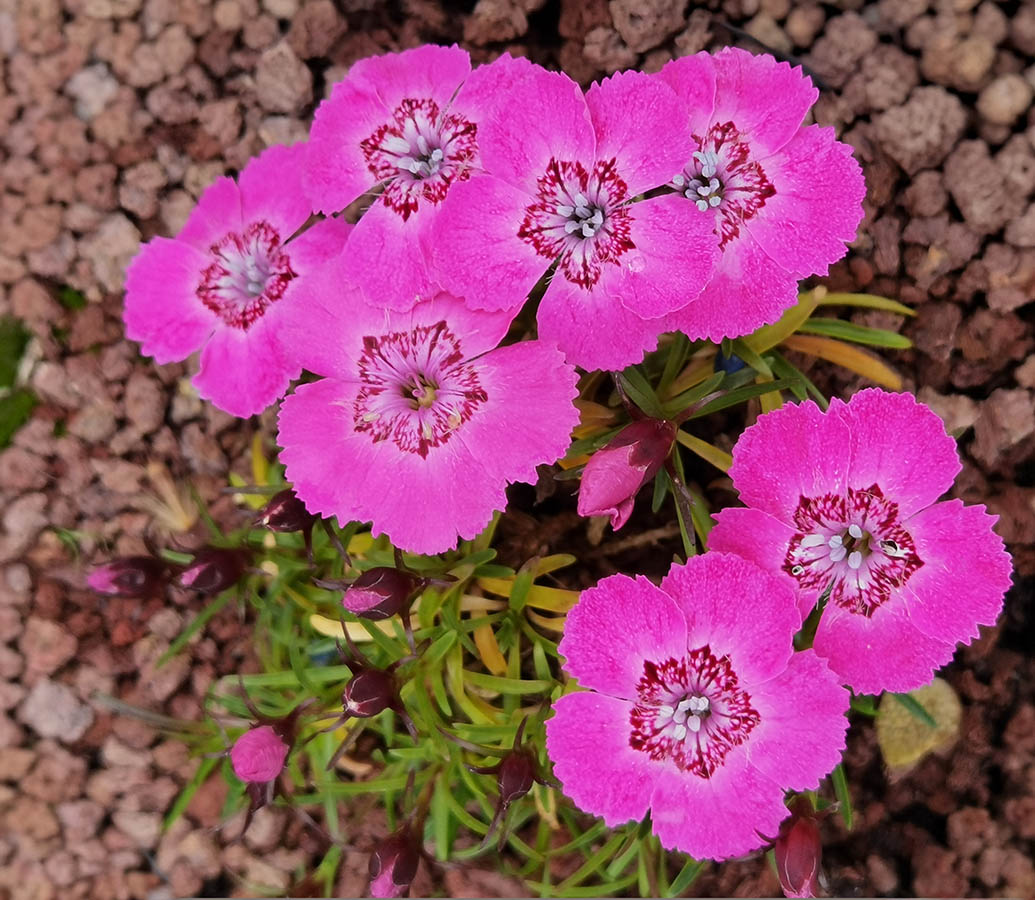 Dianthus alpinus 'Joans Blood' 1